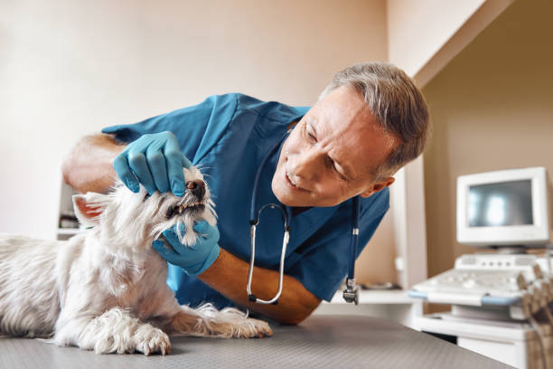 Best Dentist for Tooth Abscess  in Proctor, MN
